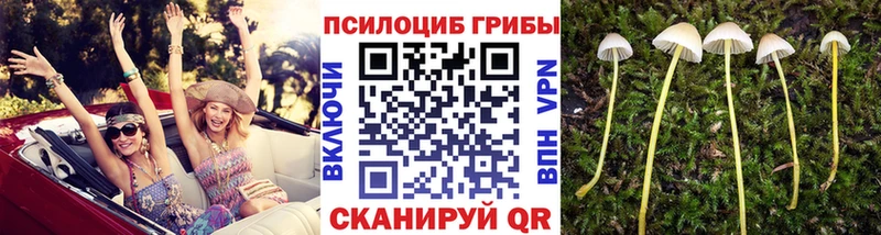 Галлюциногенные грибы Cubensis  Козельск 